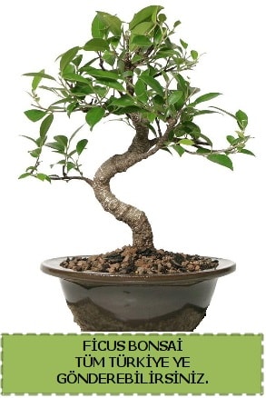 Ficus bonsai  Samsun online iek gnderme sipari 