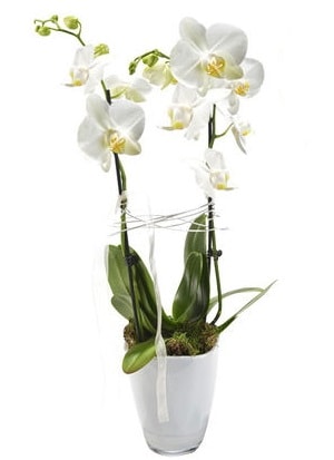 2 dall beyaz seramik beyaz orkide sakss  Samsun online iek gnderme sipari 