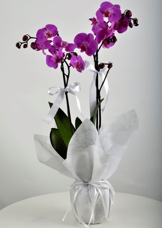ift dall saksda mor orkide iei  Samsun online ieki , iek siparii 