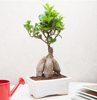 Exotic Ficus Bonsai ginseng  Samsun ucuz iek gnder 
