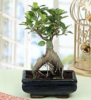 Appealing Ficus Ginseng Bonsai  Samsun ieki telefonlar 