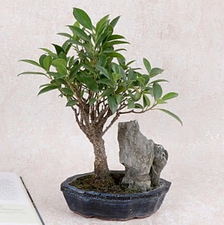 Japon aac Evergreen Ficus Bonsai  Samsun online iek gnderme sipari 