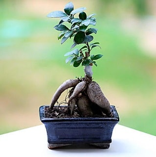 Marvellous Ficus Microcarpa ginseng bonsai  Samsun online ieki , iek siparii 