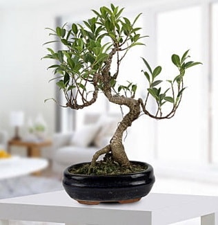 Gorgeous Ficus S shaped japon bonsai  Samsun internetten iek sat 
