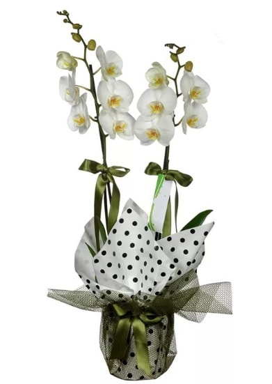 ift Dall Beyaz Orkide  Samsun iek gnderme 