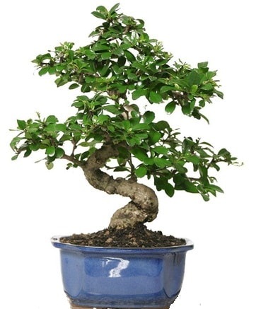 21 ile 25 cm aras zel S bonsai japon aac  Samsun uluslararas iek gnderme 