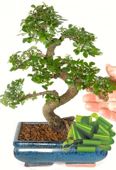 Yaklak 25 cm boyutlarnda S bonsai  Samsun iek maazas , ieki adresleri 