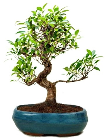 25 cm ile 30 cm aralnda Ficus S bonsai  Samsun online iek gnderme sipari 