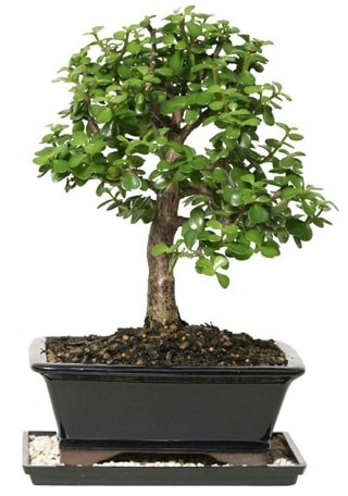 15 cm civar Zerkova bonsai bitkisi  Samsun iek maazas , ieki adresleri 