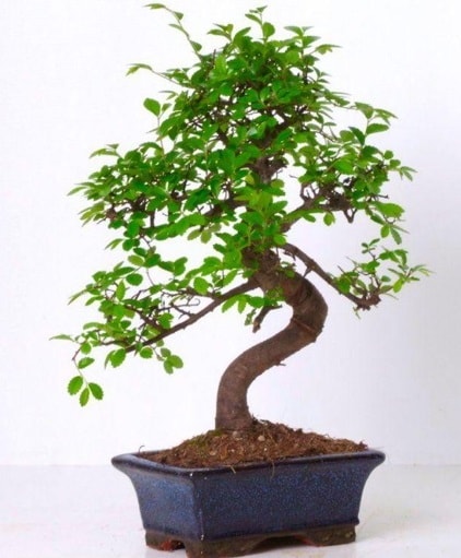 S gvdeli bonsai minyatr aa japon aac  Samsun online iek gnderme sipari 