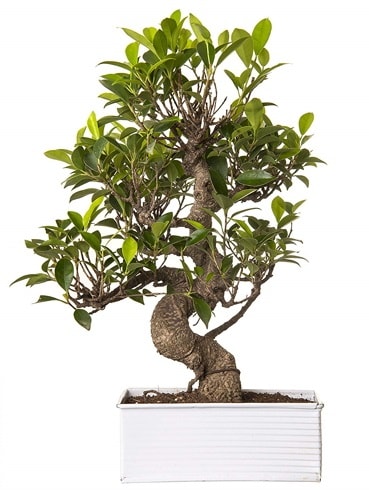 Exotic Green S Gvde 6 Year Ficus Bonsai  Samsun online iek gnderme sipari 